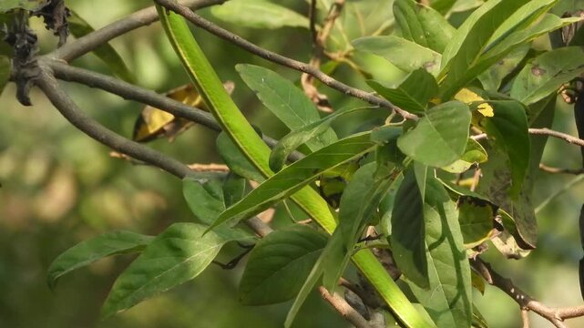 Long-nosed Whipsnake relaxing on tree branch .