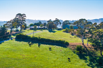 A serene aerial view captures black cattle grazing on vibrant green pastures of a rural farm, surrounded by mature trees under a clear blue sky. © Mujie