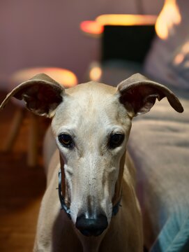 Close up portrait of a fawn colored sighthound dog with expressive brown eyes looking directly forward