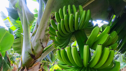 Silk banana ripening process prior to harvesting and export