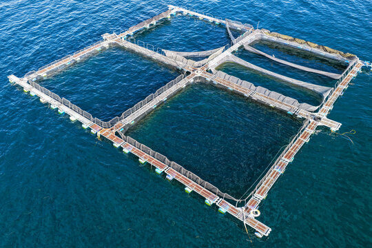 Top view of trout farming cages in freshwater lakes