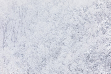 Obraz premium Snowfall Over Dense Snow Covered Winter Forest