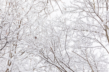 Snow Covered Tree Branches in Winter Woodland