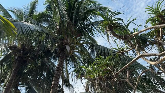 Smooth camera movement showing tropical Pandanus trees with green leaves against a beautiful blue sky with scattered clouds. High-quality 4K nature footage.