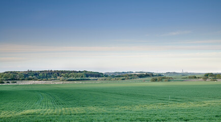Fototapeta premium Landscape, field and sky with crops at farm on horizon, space or sustainability in autumn. Outdoor, rural environment and food production for organic grain, trees or eco friendly agriculture in Italy