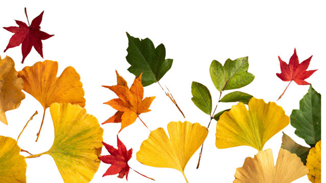 Diverse autumn leaf collection with maple ginkgo oak and birch leaves in fall colors for seasonal decoration and nature appreciation design elements