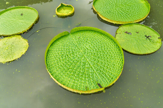 Huge floating lotus(Giant Amazon water lily,Victoria amazonia) leaves in pond.