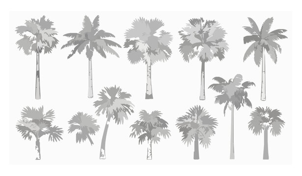 Botanical tropical palm tree vector collection with detailed monochrome linework isolated on white