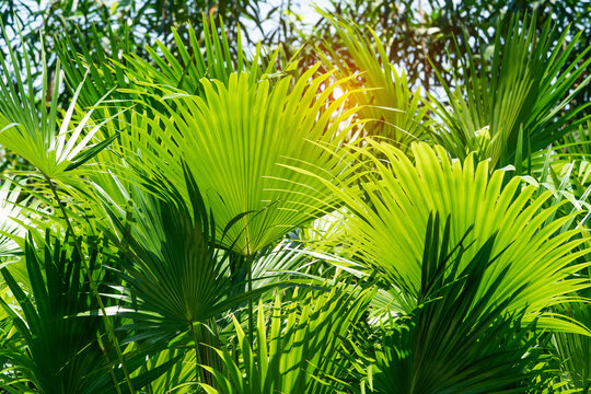 Livistona rotundifolia palm, borassus flabellifer.
