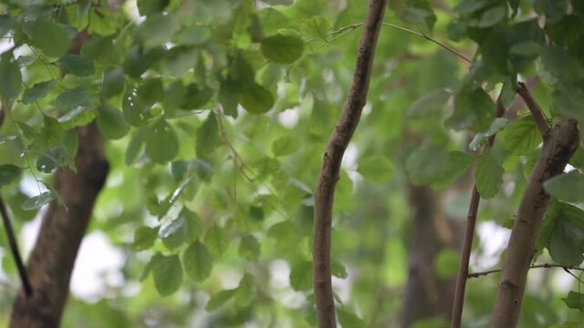 Eurasian Golden Oriole Perching in Tree, Batam Island, Indonesia, 4K
