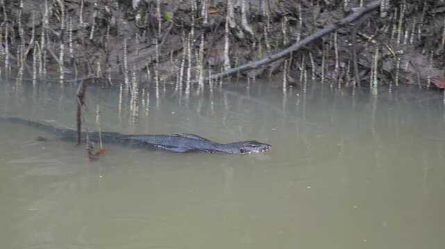 Monitor Lizard Swimming in Muddy Water, Batam, Indonesia - 4K Stock Footage