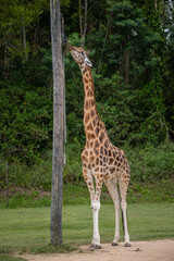 Obraz premium Giraffe 