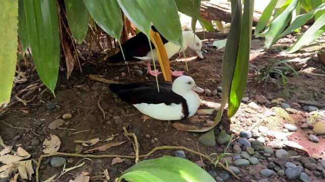 Radjah shelducks resting under tropical plants in bird park