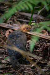 Baby Scrub Turkey  © Emily