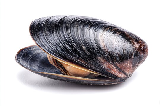 Closeup of a single mussel shell.