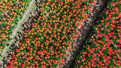 Aerial drone view of tulip flowers fields background in spring season, blossoming tulips background in springtime, typical Dutch agriculture landscape, Lisse, South Holland, the Netherlands