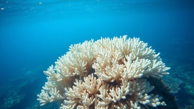 zooxanthellae. White coral reef in clear ocean water with sunlight filtering from above. ESG reports, sustainability campaigns, designed for environmental awareness campaigns, used by chefs.