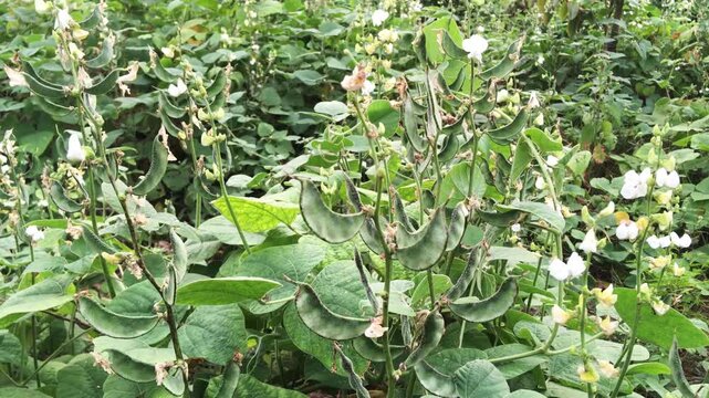 Lima Bean Pod Plants in Rural Agricultural Field