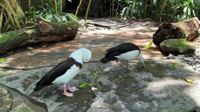 Radjah shelducks resting under tropical plants in bird park