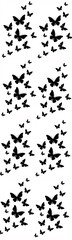 Fototapeta premium Butterfly black and white background for print.