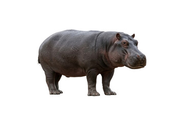 Obraz premium Big Hippopotamus standing, isolated on transparent background, PNG