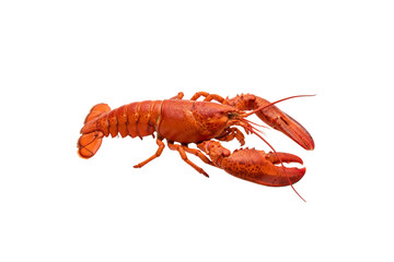 Fresh raw lobster isolated on white background, PNG