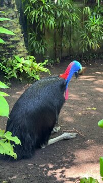 Southern cassowary bird close up in tropical forest