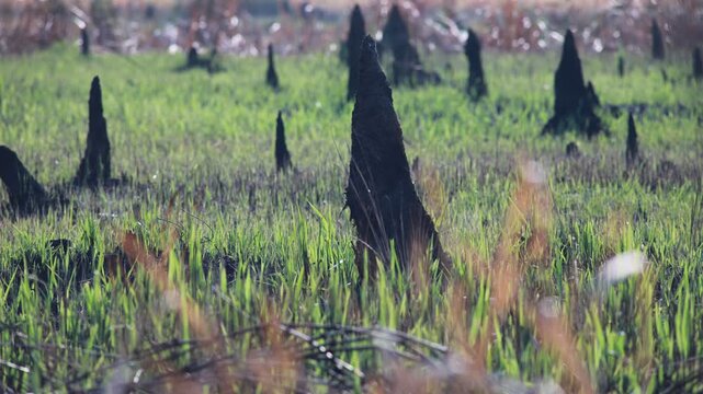 timelapse landscape of termite mound among reeds emerging from a burnt landscape. The image shows the resilience of nature with new green grass peeking through ash.