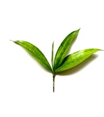 Fototapeta premium green bamboo leaves