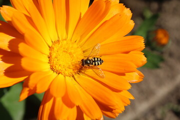 Obraz premium sweat bee or Ligated Furrow Bee (Halictus ligatus) collecting nectar and pollen from Calendula yellow flower 
