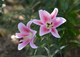 フロンテラ　百合の花