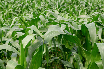 Obraz premium Vast Lush Green Corn Field