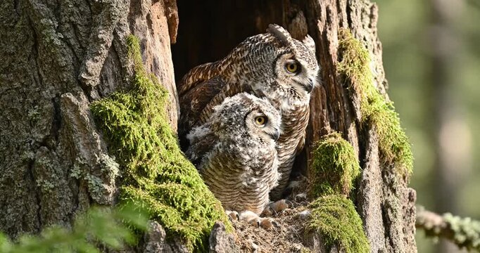 Baby owl in tree hollow nest.