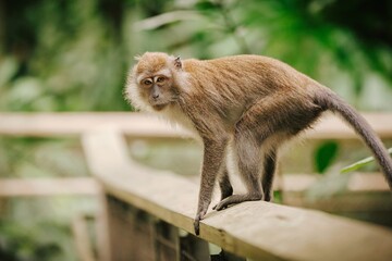 Obraz premium A macaque monkey sits perched on a wooden bridge, looking intently into the distance amidst lush green foliage.
