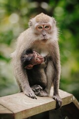 Obraz premium A mother macaque sits perched on a wooden beam, gently holding her infant monkey close. Lush green foliage forms a blurred background.