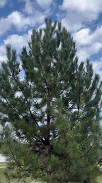 Windstorm. Stiff gale. The wind is so strong the fir tree bends. Windblown. Pine wood wobbles on the wind