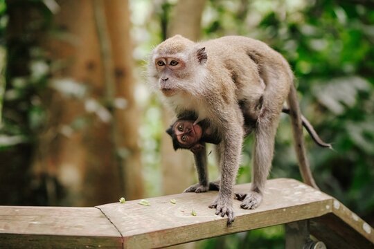 A mother macaque carefully holds her baby on a wooden platform amidst lush jungle foliage.