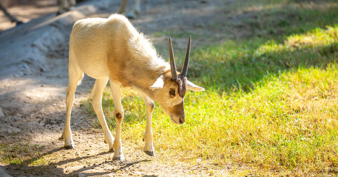 Addax (addax nasomaculatus) antelope close up head shot with horns