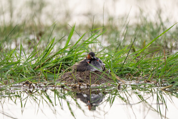 Fototapeta premium duck