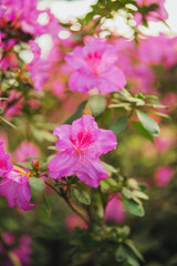 Obraz premium Azalea Flowers in a Greenhouse