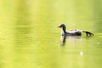 Obraz premium duck