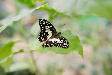 Obraz premium Elegant Lime Swallowtail butterfly with striking black and white wings resting on a green leaf