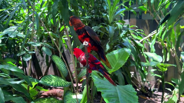 Black capped lory parrot on tropical branch