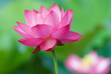 Obraz premium ピンクの蓮の花