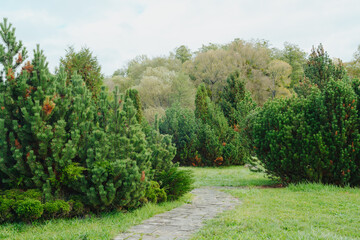 Fototapeta premium Lush greenery along a winding pathway leading through an evergreen landscape in nature