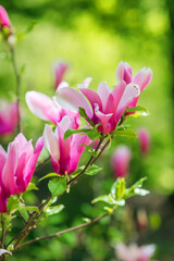 Beautiful pink magnolia flowers bloom in spring sunlight © reddish