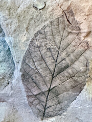 fossilized imprint of an ancient plant on a rock in close-up. a plant leaf imprinted on a rock. a paleobotanical © AlMacro