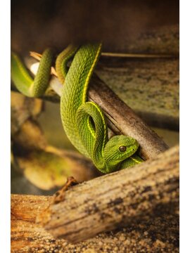 A vivid green Bamboo Pit Viper coiled gracefully on a branch, showcasing its striking coloration and heat-sensing pit organs in a natural habitat.