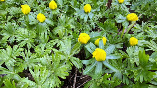 Eranthis hyemalis blooming after winter. wailing plan. garden after winter. first flowers of the season. yellow primroses against green leaves. winter aconite