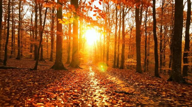 Warm Autumn Forest Path Bathed In Golden Sunlight With Orange Leaves Covering The Ground